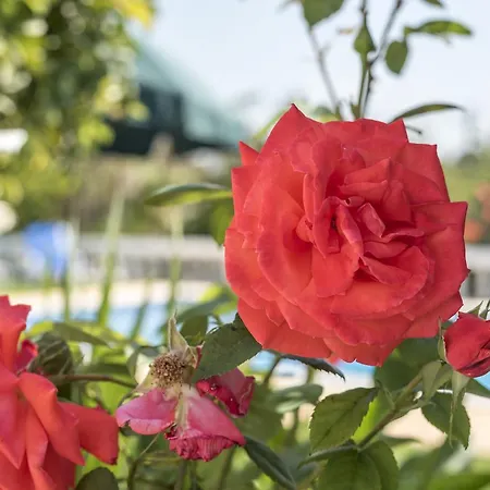 Sao Miguel - Holiday home Armacao de Pera