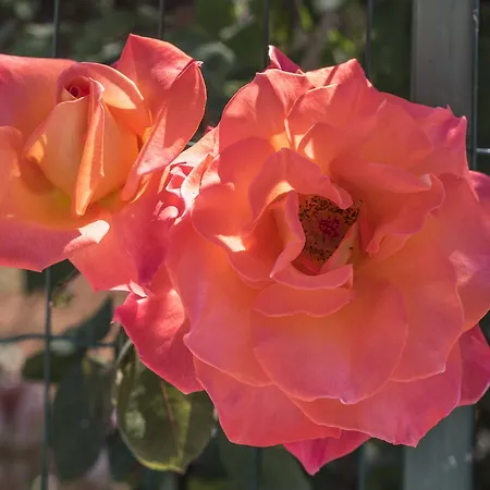 Sao Miguel - Armacao de Pera