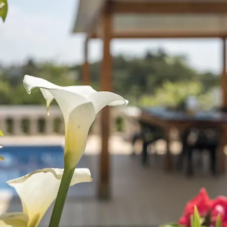 Sao Miguel - Armacao de Pera