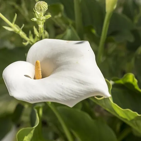 Sao Miguel - * Armacao de Pera