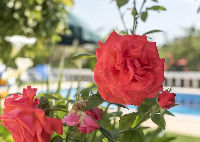 Sao Miguel - בית נופש Armação de Pêra