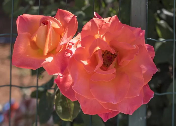 Sao Miguel - Armação de Pêra