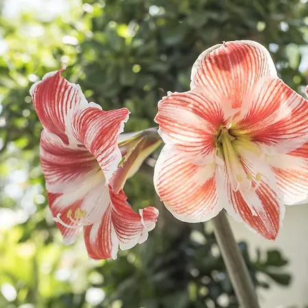 Sao Miguel - * Armação de Pêra