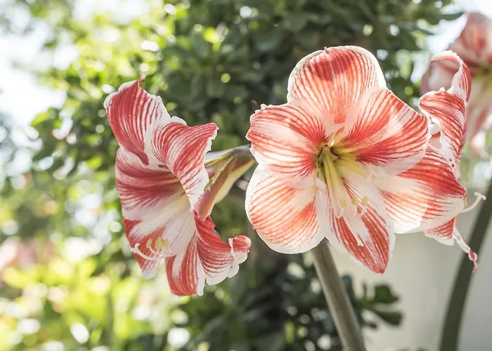 Sao Miguel - * Armação de Pêra