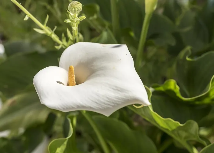 Sao Miguel - * Armação de Pêra